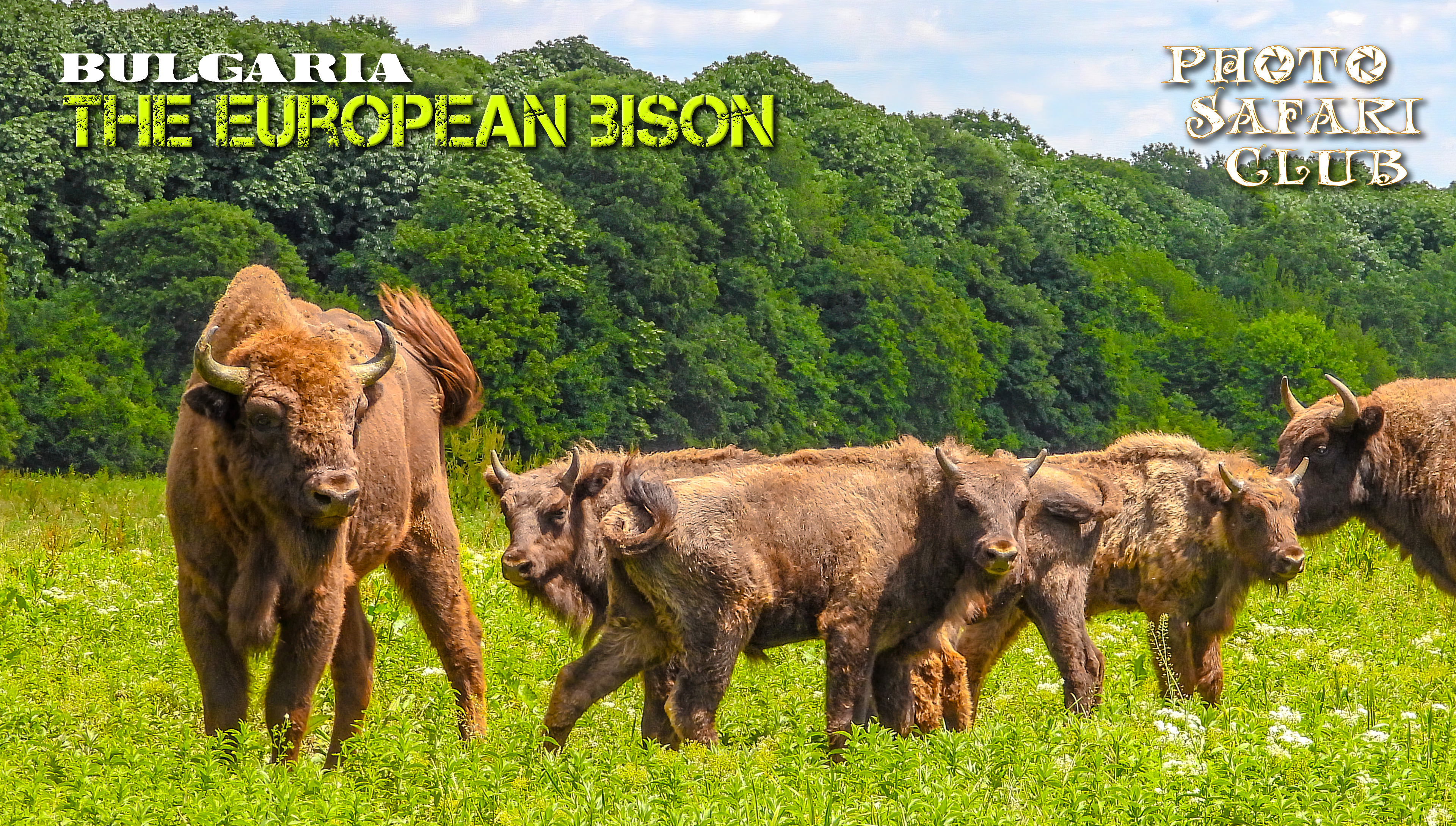 Фото сафари клуб 5: Европейския бизон - Зубърът